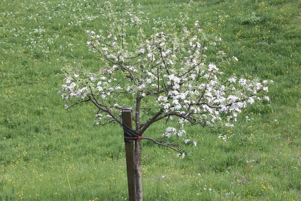 Alpenferienwohnungen Wiesenlehen ベルヒテスガーデン エクステリア 写真
